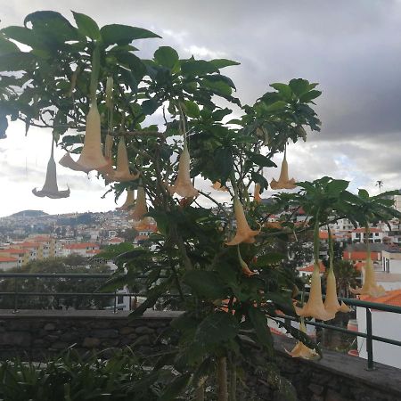 Casa Vanday Funchal  Bagian luar foto